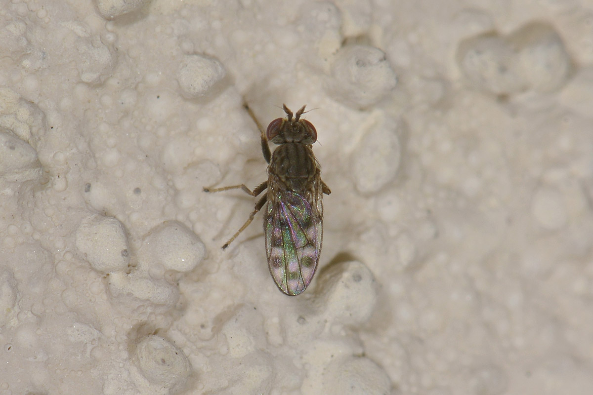 Philygria sp. (Ephydridae)